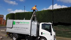 Hedge trimming