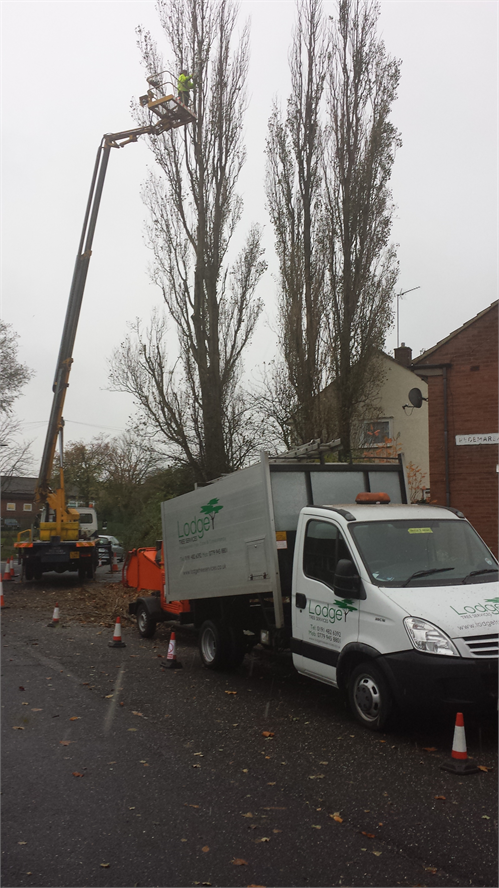 Poplar Removal