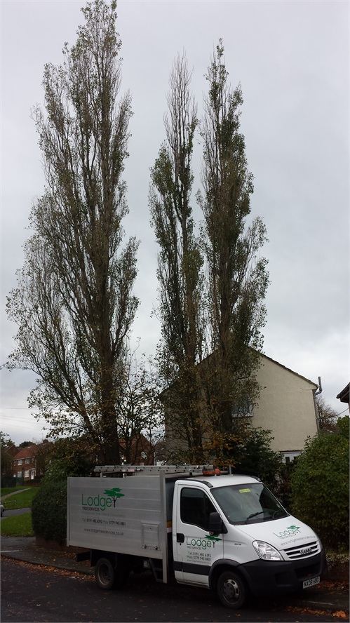 Poplar Removal