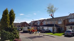 Tree Removal