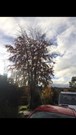 Beach tree