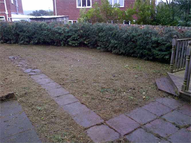 conifers