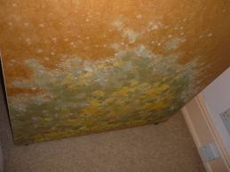 Mould Problem