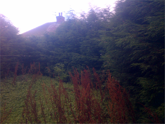 conifers