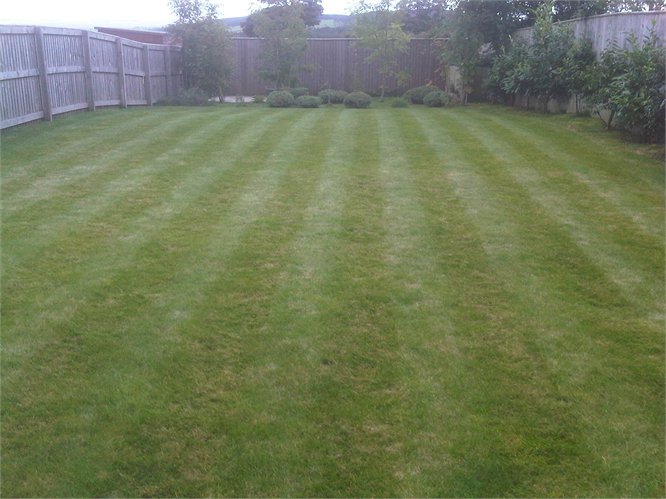 grass cutting