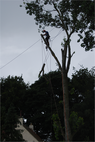 Poplar Removal - Over House