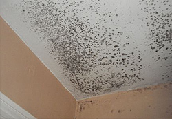 Mould Problem