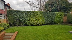 Hedge Trimming