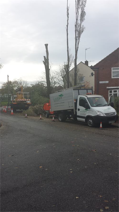 Poplar Removal