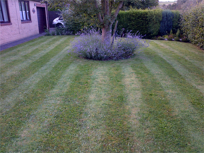grasscutting
