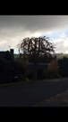 Beechtree expertly reduced
