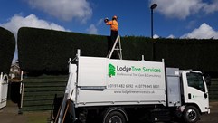 Hedge Trimming