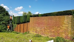 Hedge Trimming