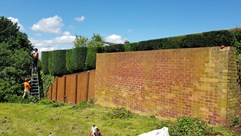 Hedge Trimming