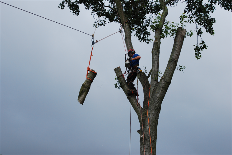 Poplar Removal - Over House