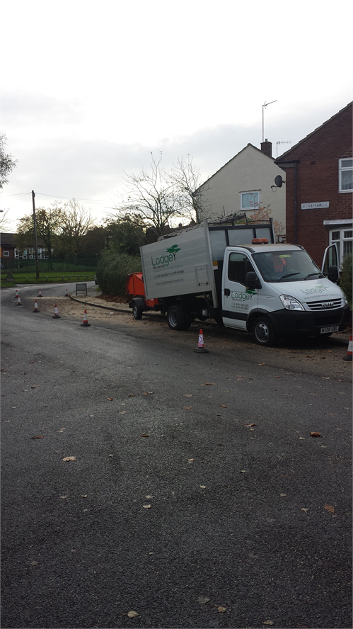 Poplar Removal