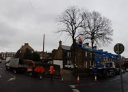 Tree Removal