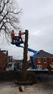 Tree Removal